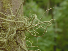 Usnea mutabilis