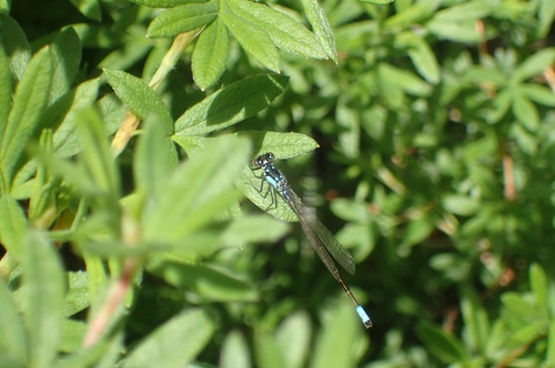 Pacific Forktail photographed in Montana