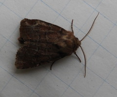 Protorthodes oviduca