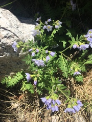 Polemonium pulcherrimum delicatum