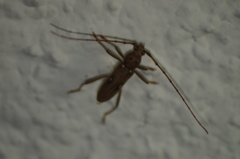 Eburia