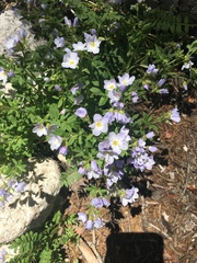 Polemonium pulcherrimum delicatum