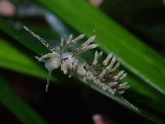 Eubranchus olivaceus
