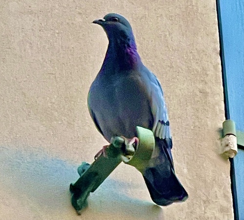 Feral Pigeon photographed in San Marino