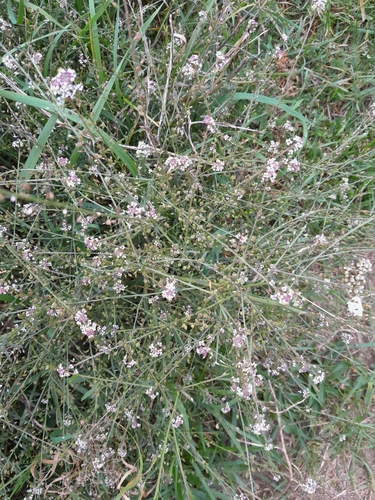 Grassleaf pepperweed (Lepidium graminifolium)