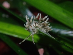 Eubranchus olivaceus