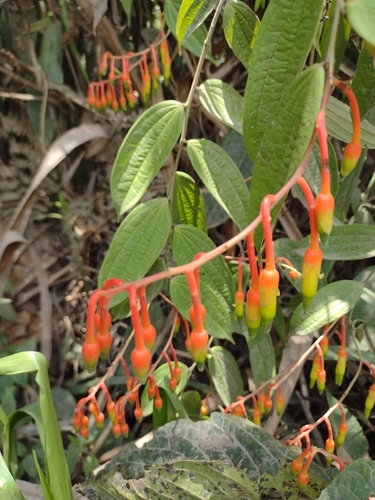 Psammisia ecuadorensis, 2024-09-29