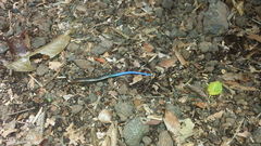 Plestiodon sumichrasti