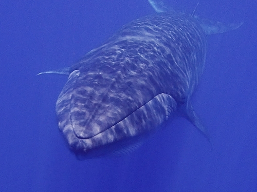 Bryde's Whale (Balaenoptera brydei)