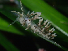 Eubranchus olivaceus
