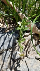 Erythranthe parishii