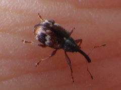 Anthonomus signatus