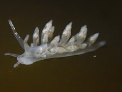 Eubranchus olivaceus