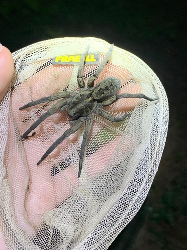 Carolina wolf spider