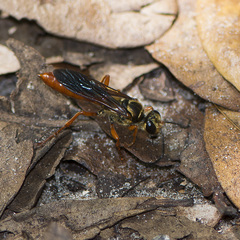 Sphex jamaicensis