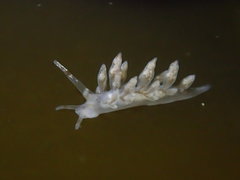 Eubranchus olivaceus