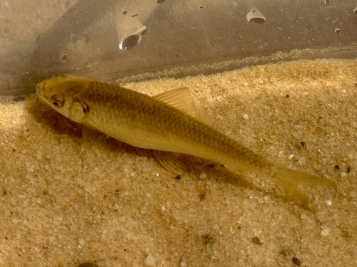 Kleine labeo (Labeo parvus) — Cyprinidae