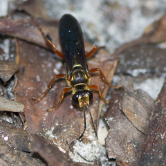 Sphex jamaicensis