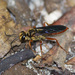 Jamaican Digger Wasp - Photo (c) Jean-Lou Justine, some rights reserved (CC BY), uploaded by Jean-Lou Justine