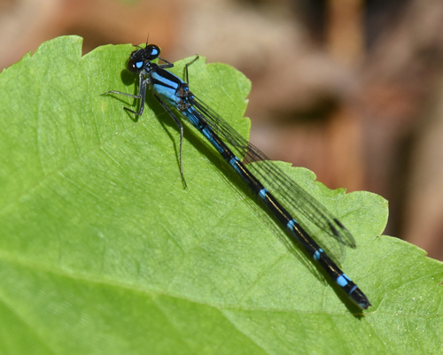 Enallagma geminatum