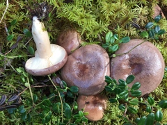 Lactarius circellatus