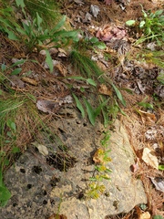 Diane Auberson-Lavoie, CC BY, iNaturalist via GBIF Solidago randii, photograph Diane Auberson-Lavoie, CC BY, iNaturalist via GBIF