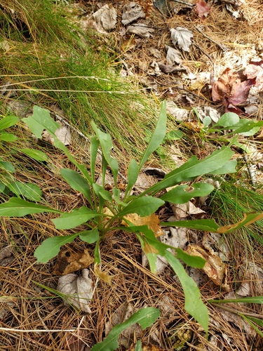 Solidago randii, photograph 4
