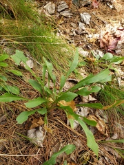 Diane Auberson-Lavoie, CC BY, iNaturalist via GBIF Solidago randii, photograph Diane Auberson-Lavoie, CC BY, iNaturalist via GBIF