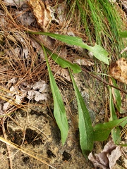 Diane Auberson-Lavoie, CC BY, iNaturalist via GBIF Solidago randii, photograph Diane Auberson-Lavoie, CC BY, iNaturalist via GBIF