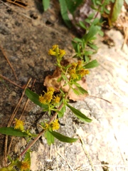Solidago randii, photograph Diane Auberson-Lavoie, CC BY, iNaturalist via GBIF