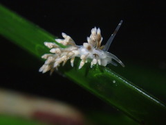 Eubranchus olivaceus