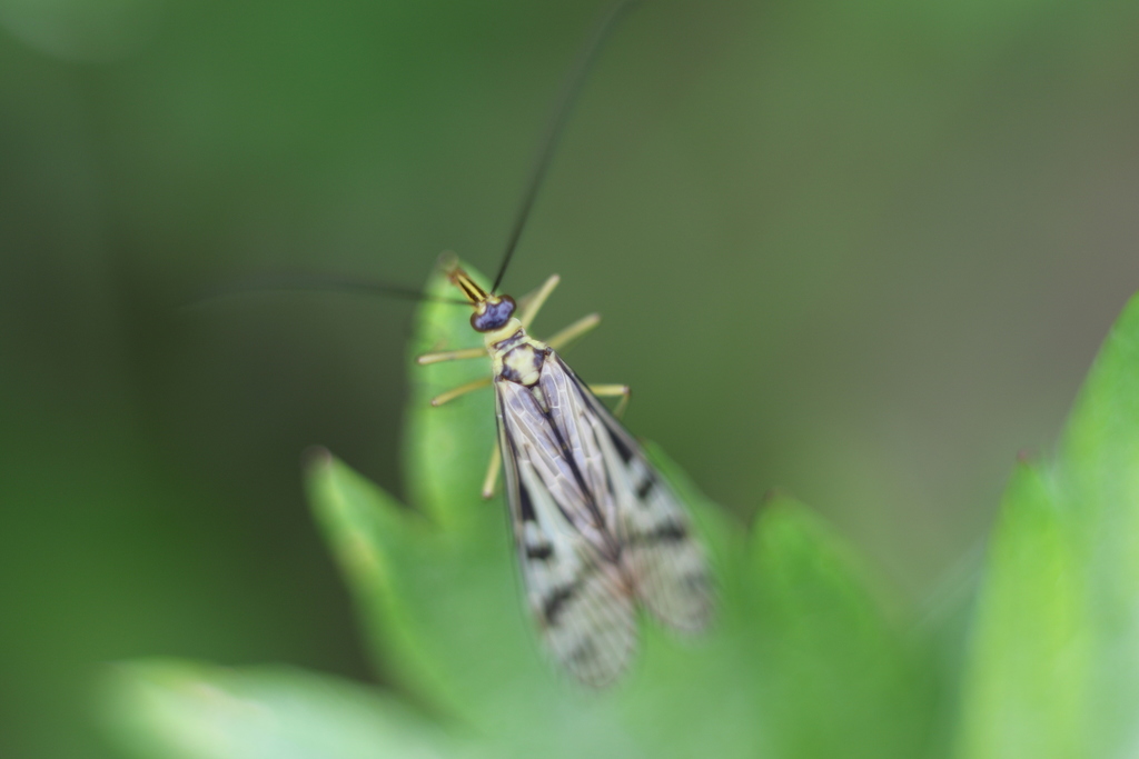 Panorpa leucoptera