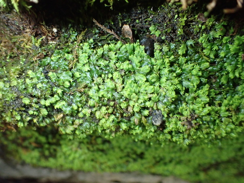 Rock Pocket-moss