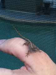 Anolis sagrei
