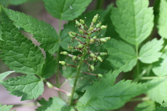 Actaea erythrocarpa