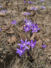 Brodiaea rosea rosea