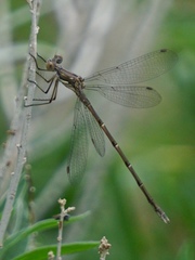Lestes congener
