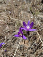 Brodiaea rosea rosea