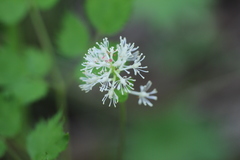 Actaea erythrocarpa