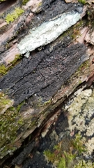 Fuscopannaria leucosticta