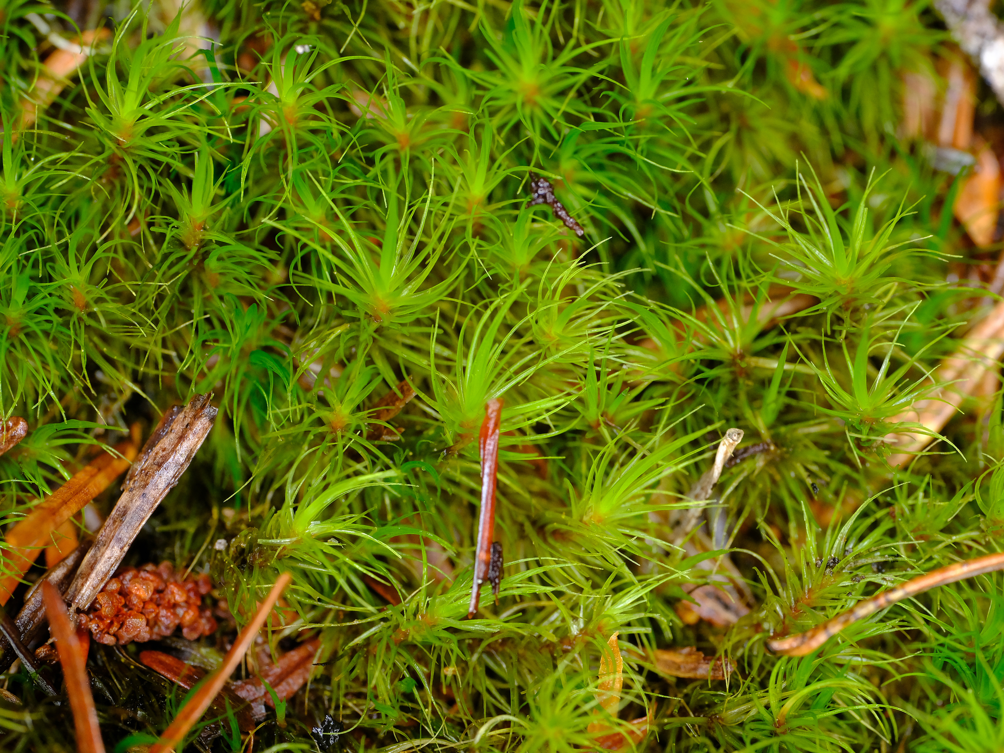 Dicranum pallidisetum
