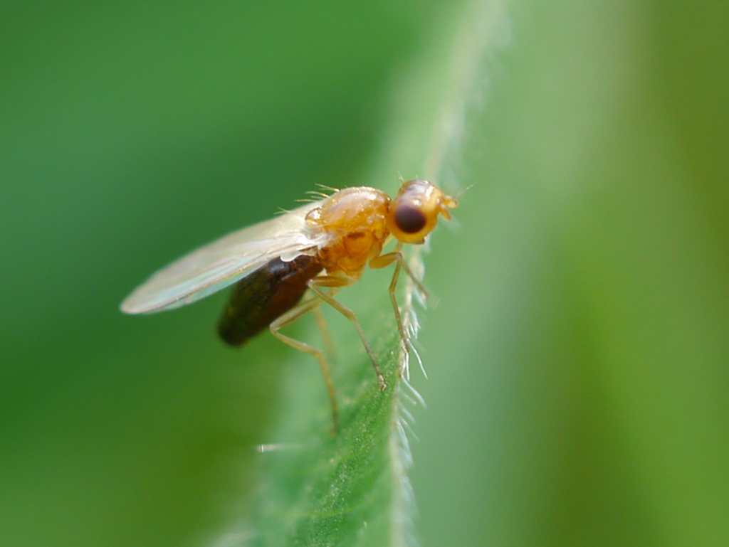 Psila dimidiata