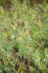 Astragalus tenellus