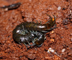 Cormocephalus esulcatus