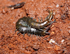 Cormocephalus esulcatus