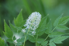 Actaea erythrocarpa