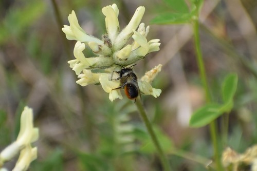 Circumpolar Leafcutter Bee