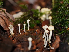 Vibrissea dura