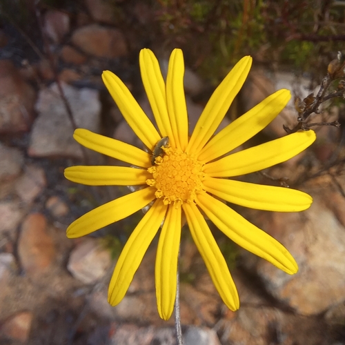 Image of Ursinia heterodonta by (c) kevin koen, some rights reserved (CC BY-SA)