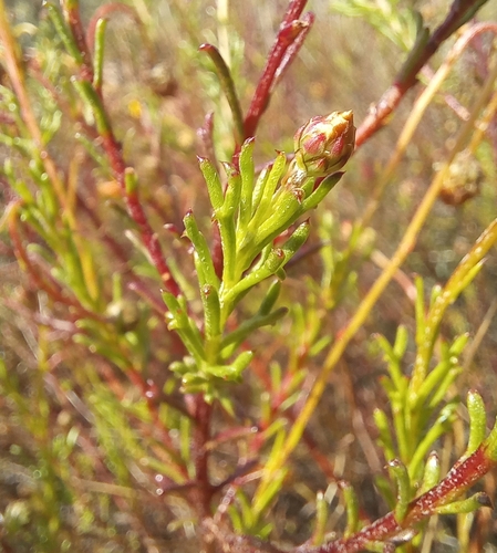 Image of Ursinia heterodonta by (c) kevin koen, some rights reserved (CC BY-SA)